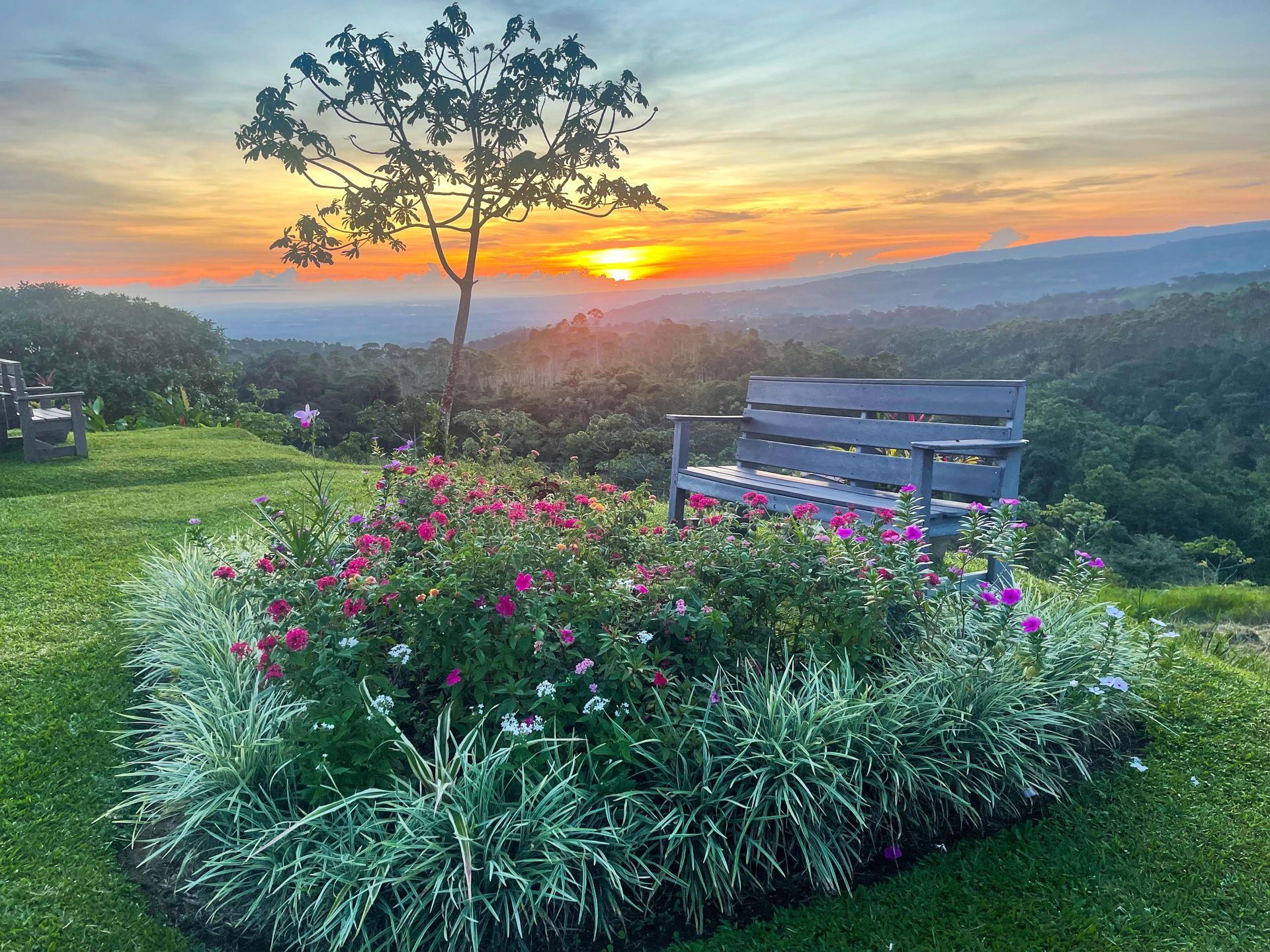 A wooden bench is sitting in the middle of a flower bed at sunset.