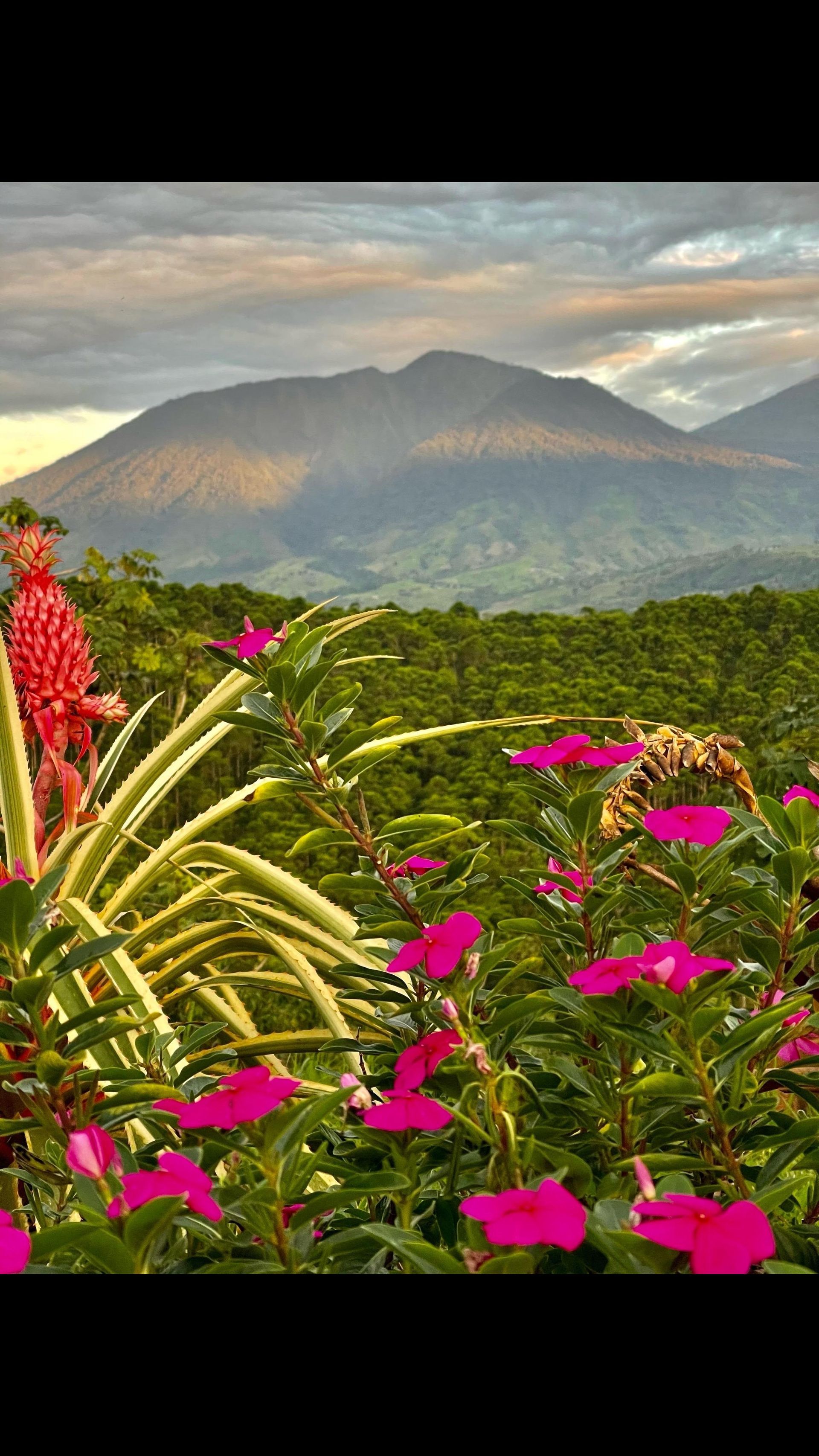 A field of pink flowers with mountains in the background