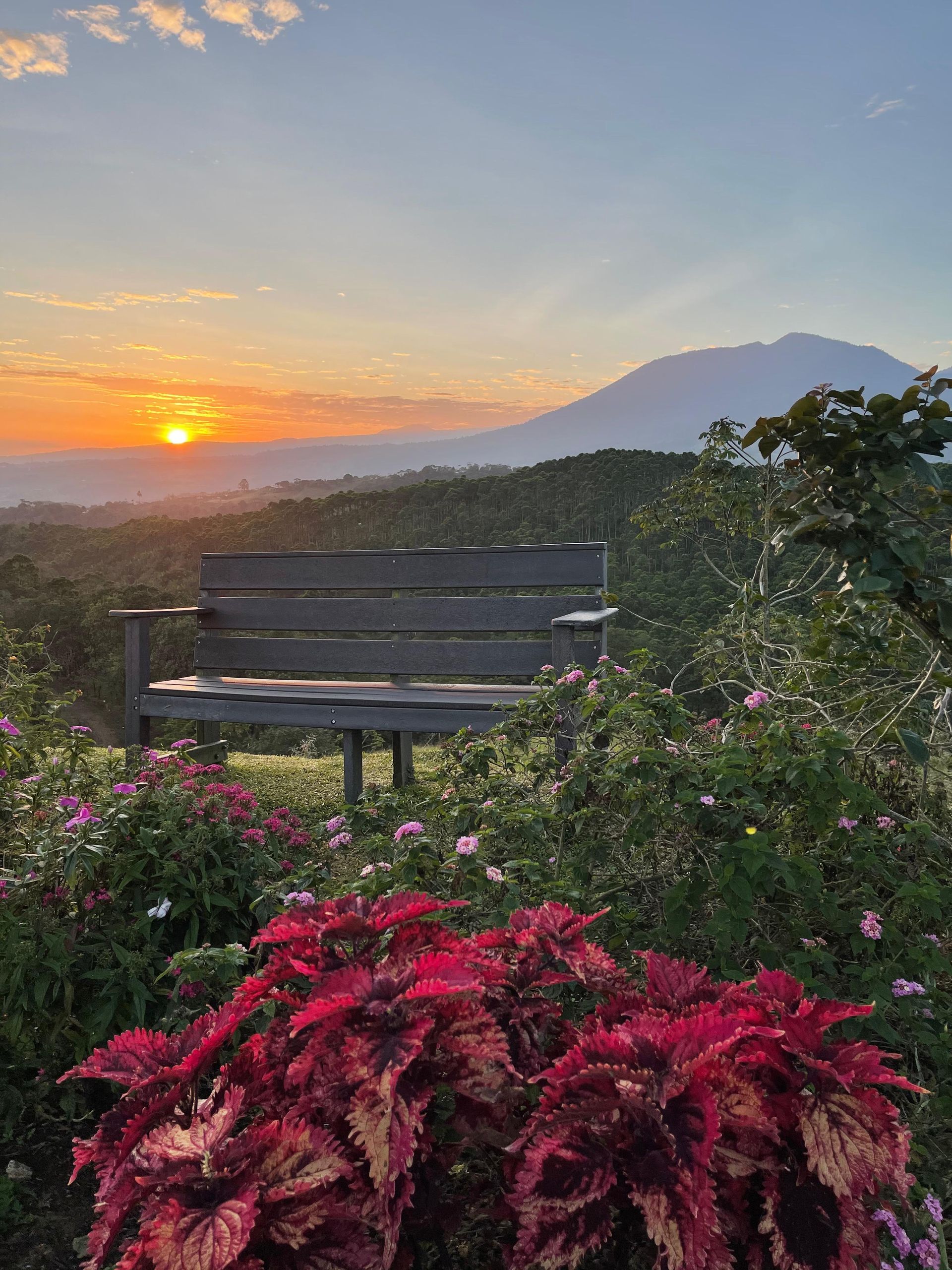 A wooden bench is sitting in a field of flowers with a sunset in the background.