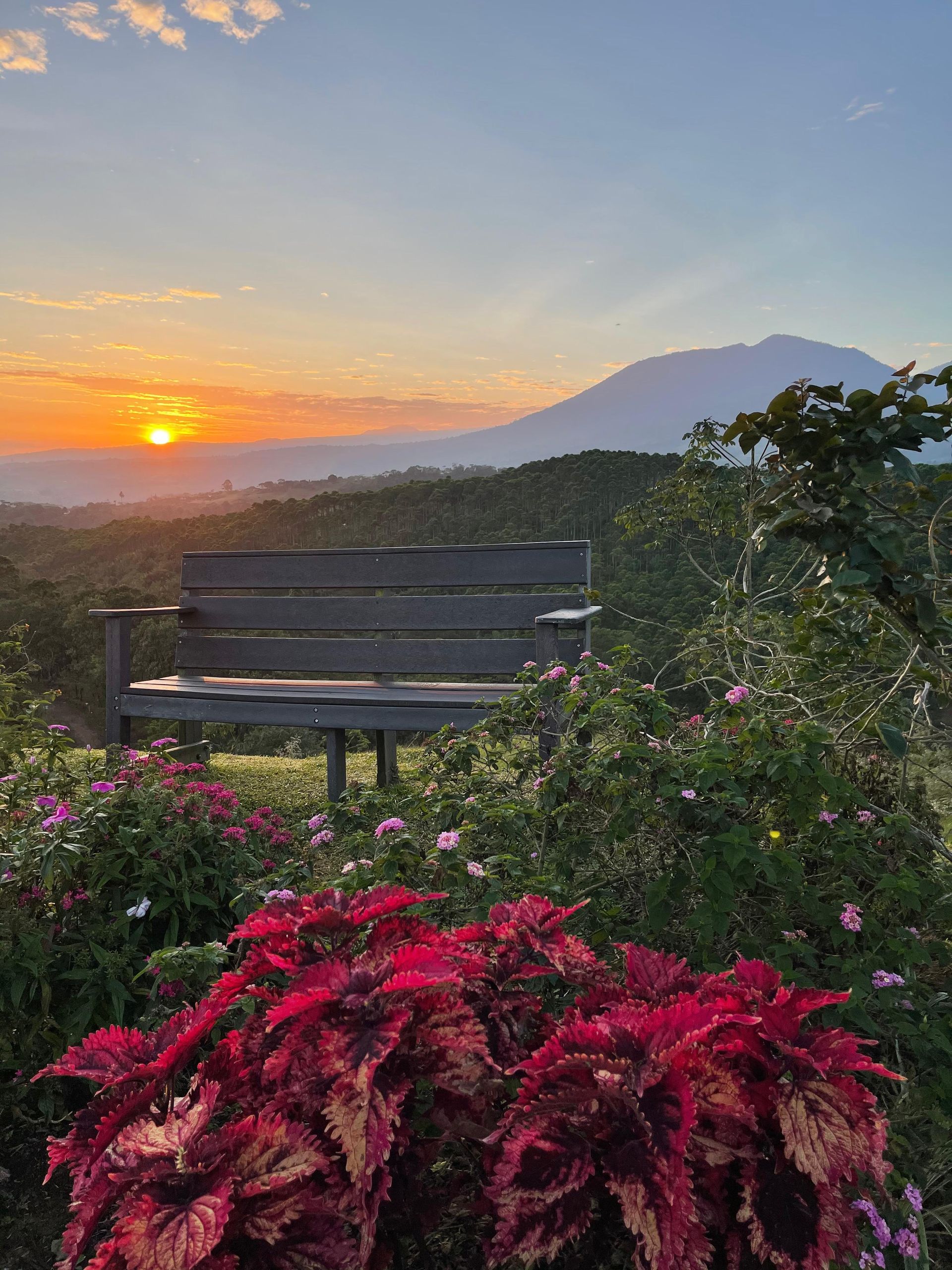 A wooden bench is sitting in the middle of a field of flowers with a sunset in the background.