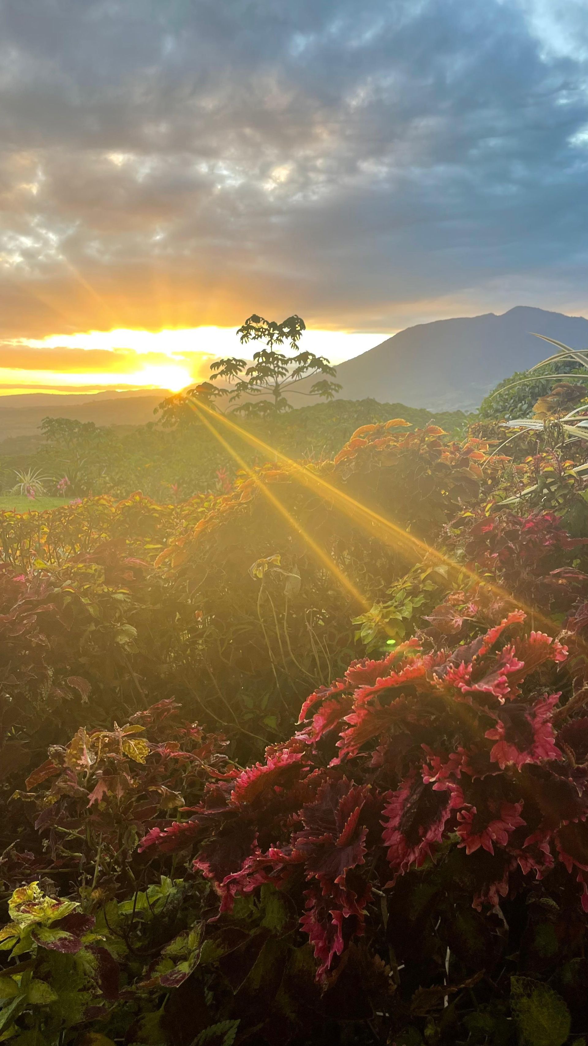 The sun is shining through the clouds over a field of flowers.