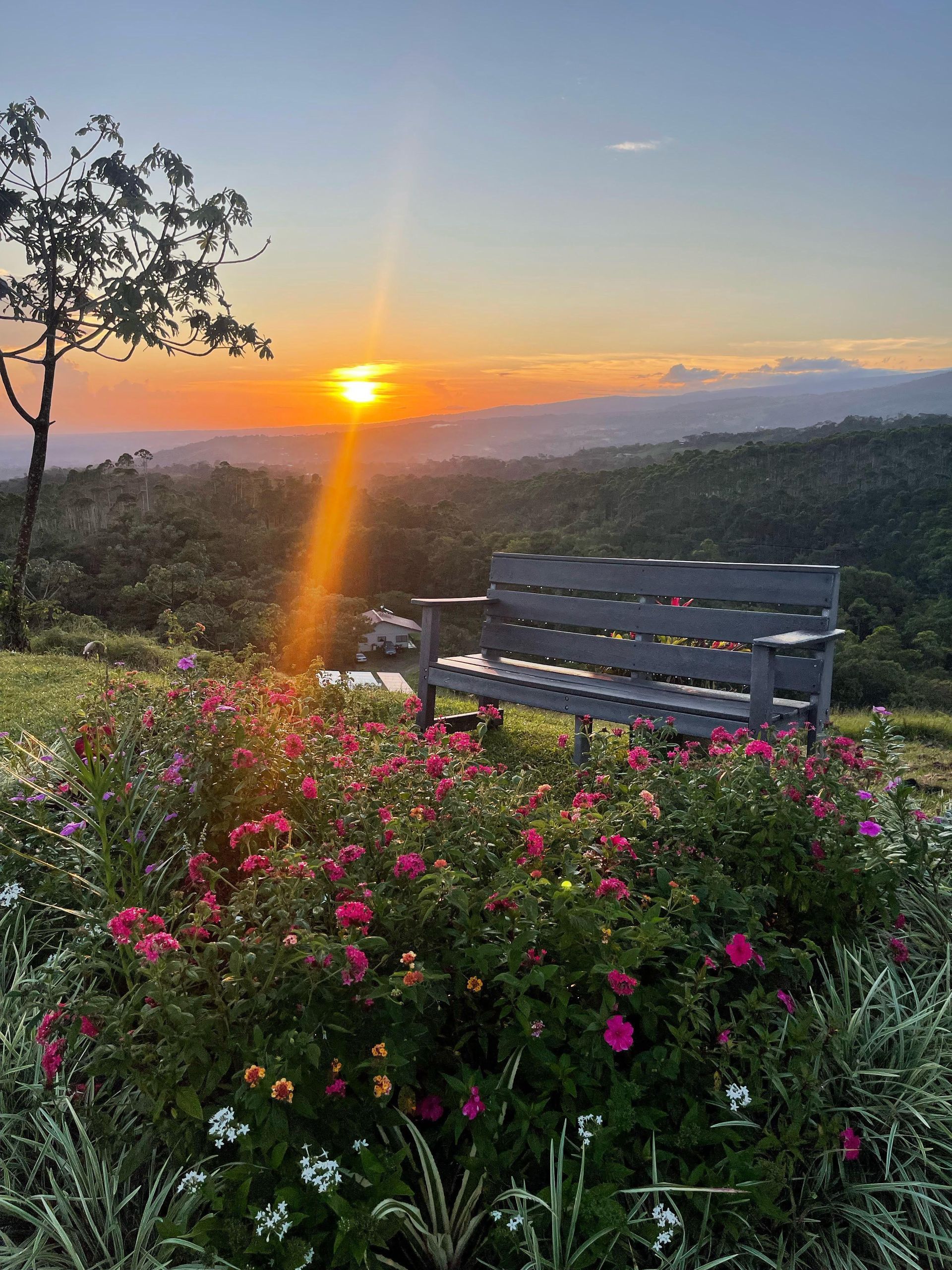 A wooden bench is sitting in a field of flowers at sunset.