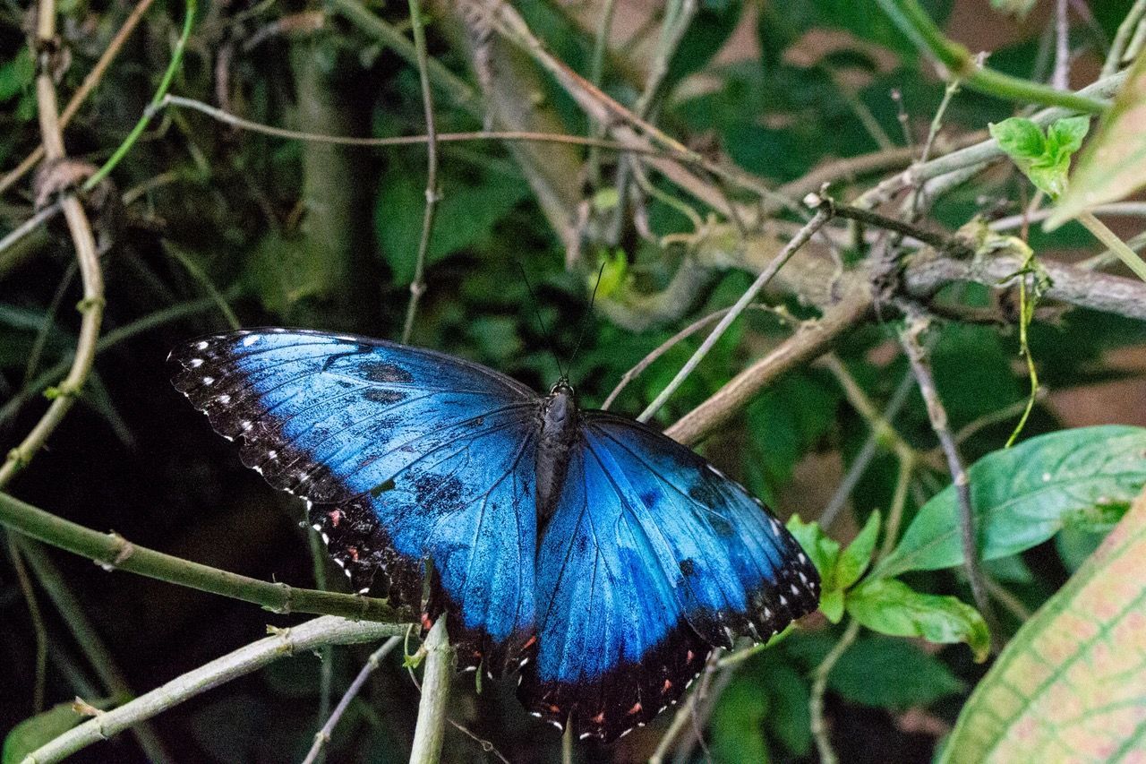 A blue butterfly is sitting on a branch in the woods.