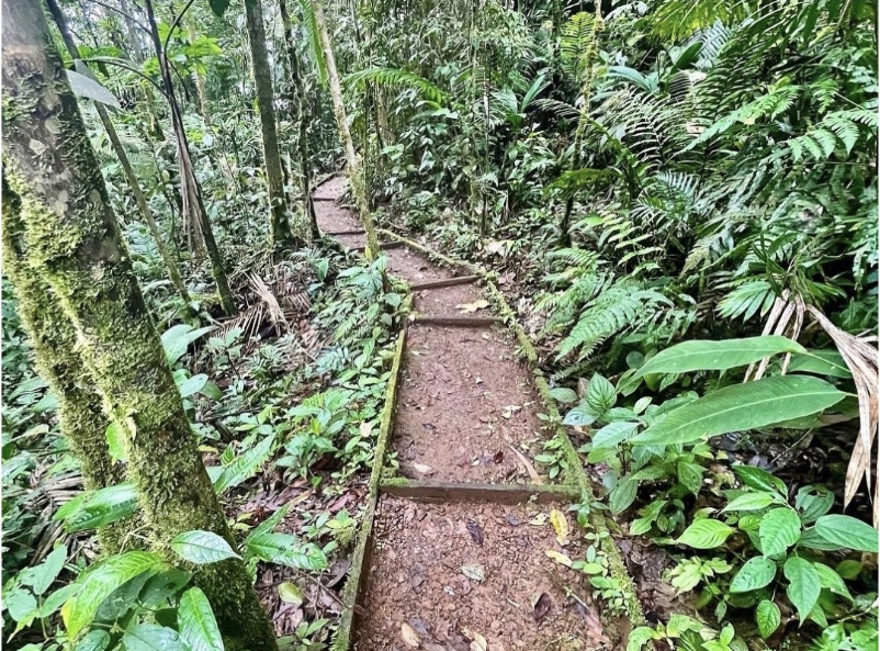 A group of women are sitting in a circle on the ground in the woods.