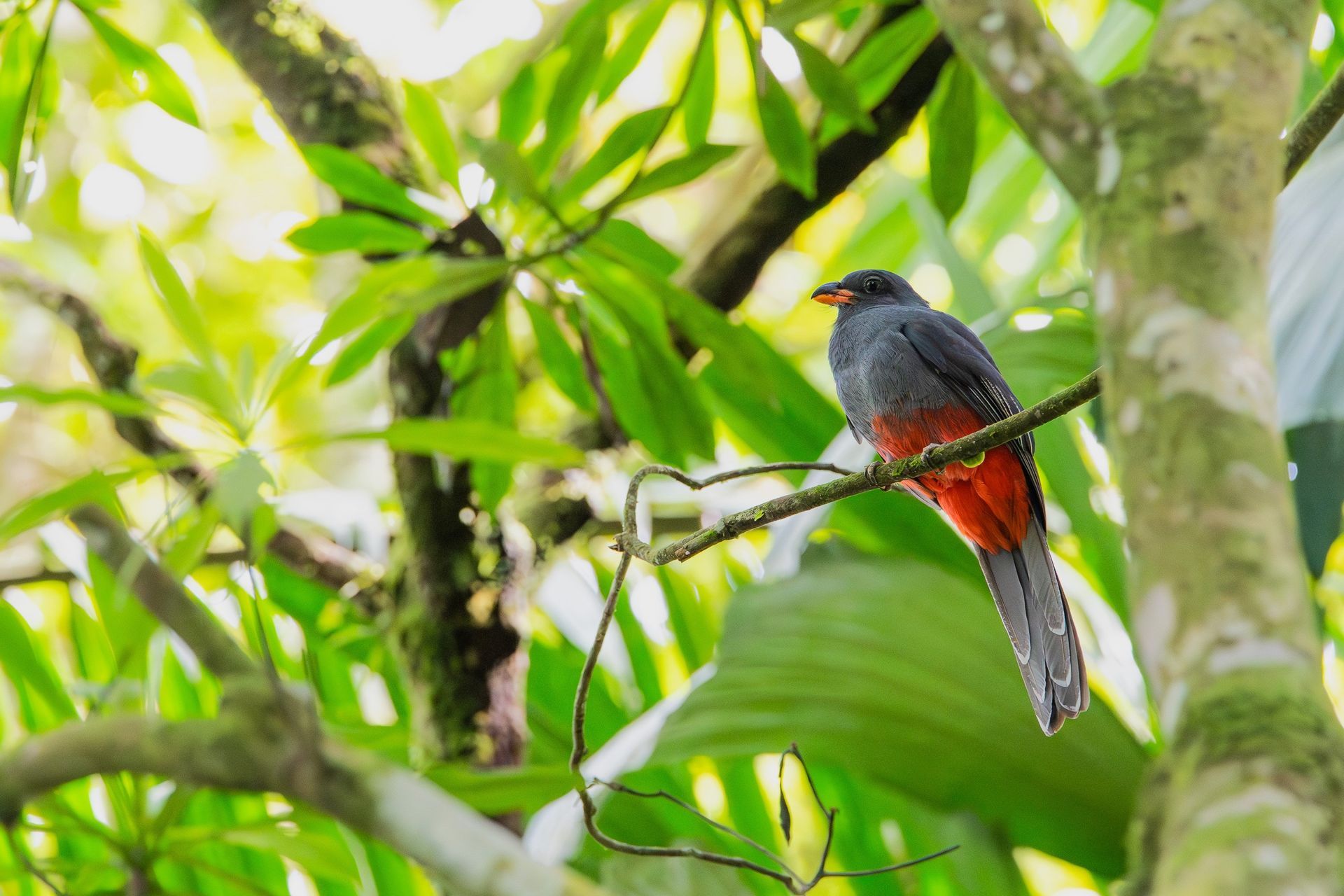 A bird is perched on a tree branch in the jungle.