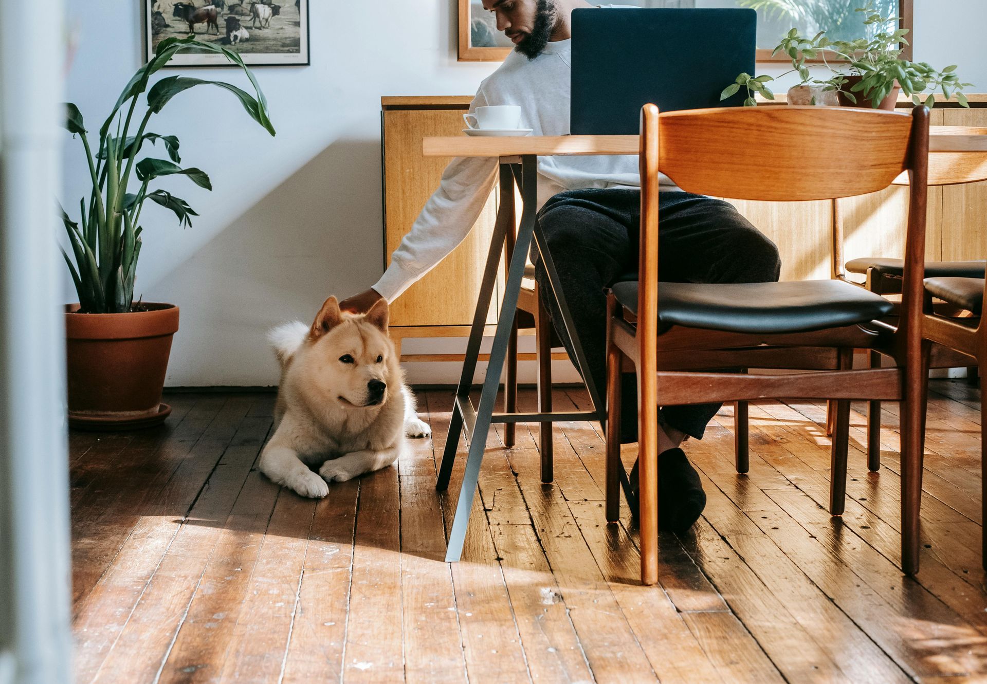 Person working at desk, petting a dog. Natural light, wooden floors, potted plant.