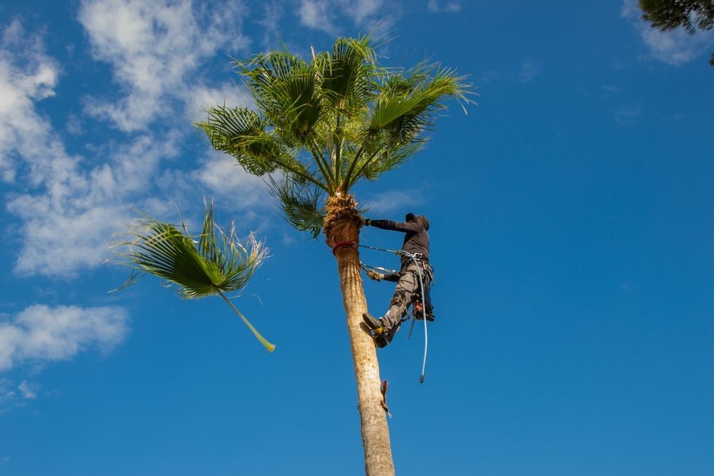 Person Trimming a Palm Tree Against a Bright Blue Sky — Brown's Professional Tree Service in Pie Creek, QLD