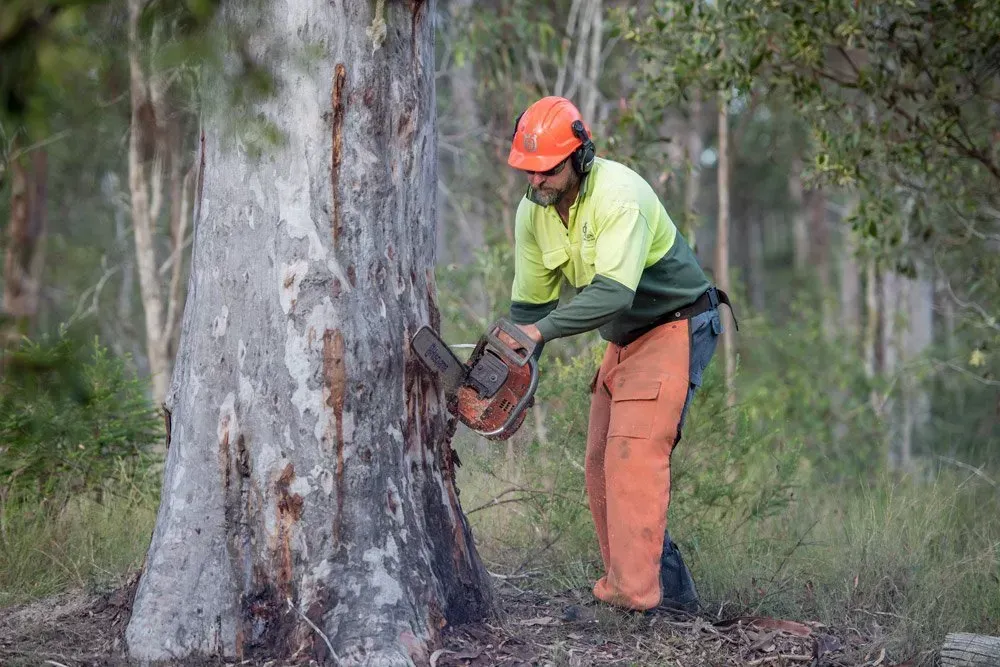 Man in Orange Safety Gear Using Chainsaw on a Tree Trunk in a Forest — Brown's Professional Tree Service in Pie Creek, QLD
