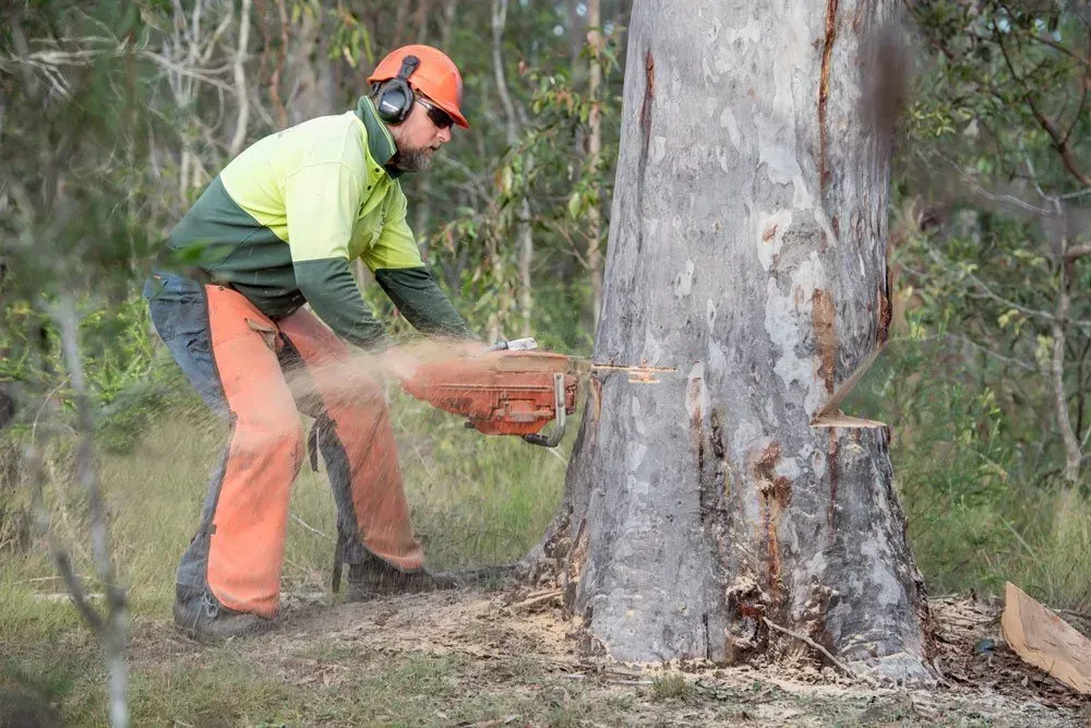 Person in Protective Gear Using a Chainsaw to Cut a Tree Trunk Outdoors — Brown's Professional Tree Service in Widgee, QLD