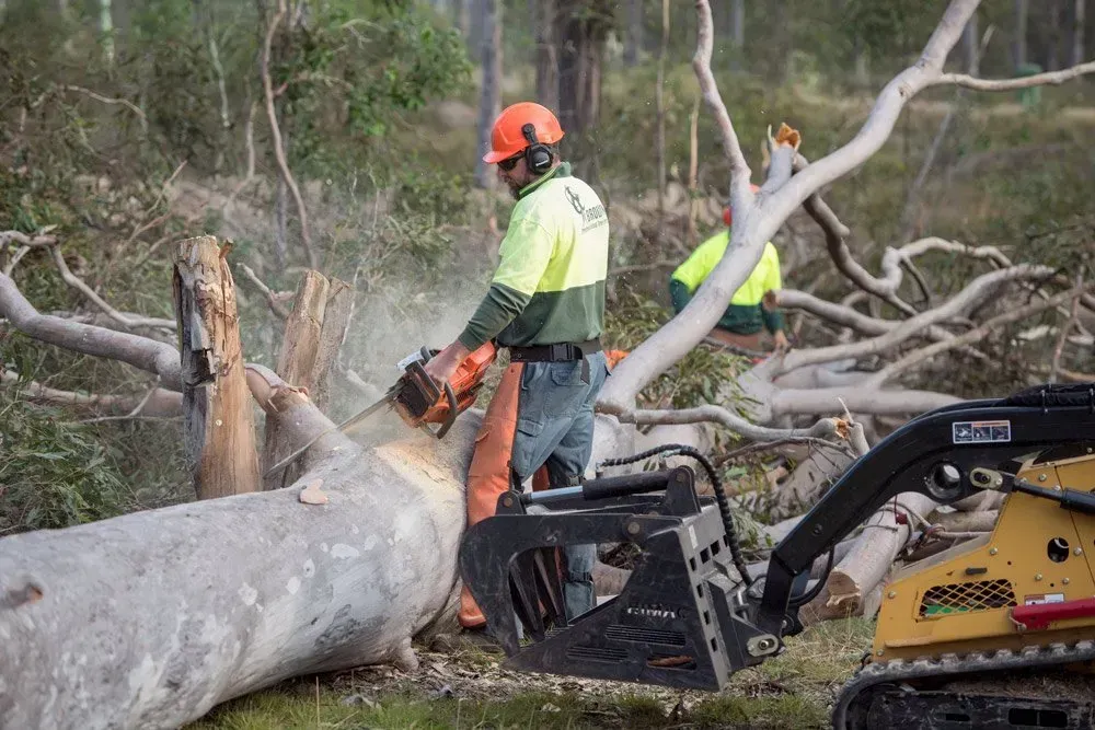 Arborist Using a Chainsaw to Cut a Fallen Tree — Brown's Professional Tree Service In Pie Creek, QLD