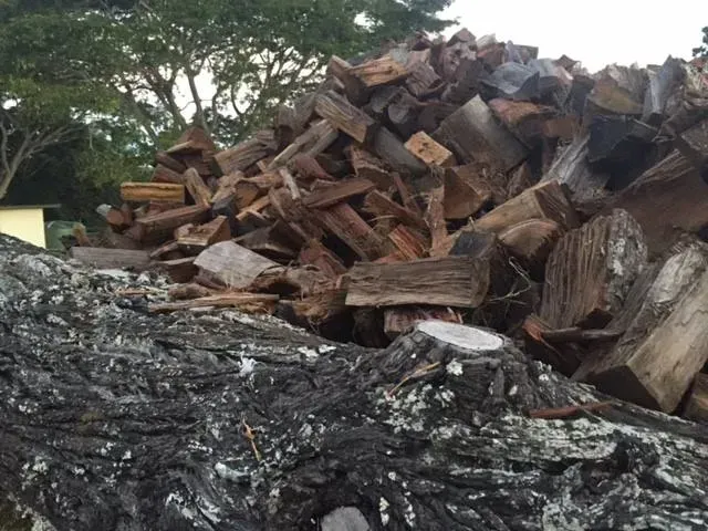 Pile of Firewood Stacked on a Large, Dark Tree Trunk, Outdoors — Brown's Professional Tree Service in Tin Can Bay, QLD