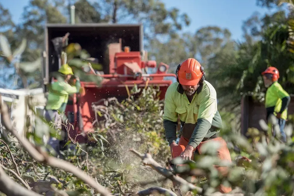 Tree Workers Using a Chainsaw and Wood Chipper to Remove Branches Outdoors — Brown's Professional Tree Service In Pie Creek, QLD