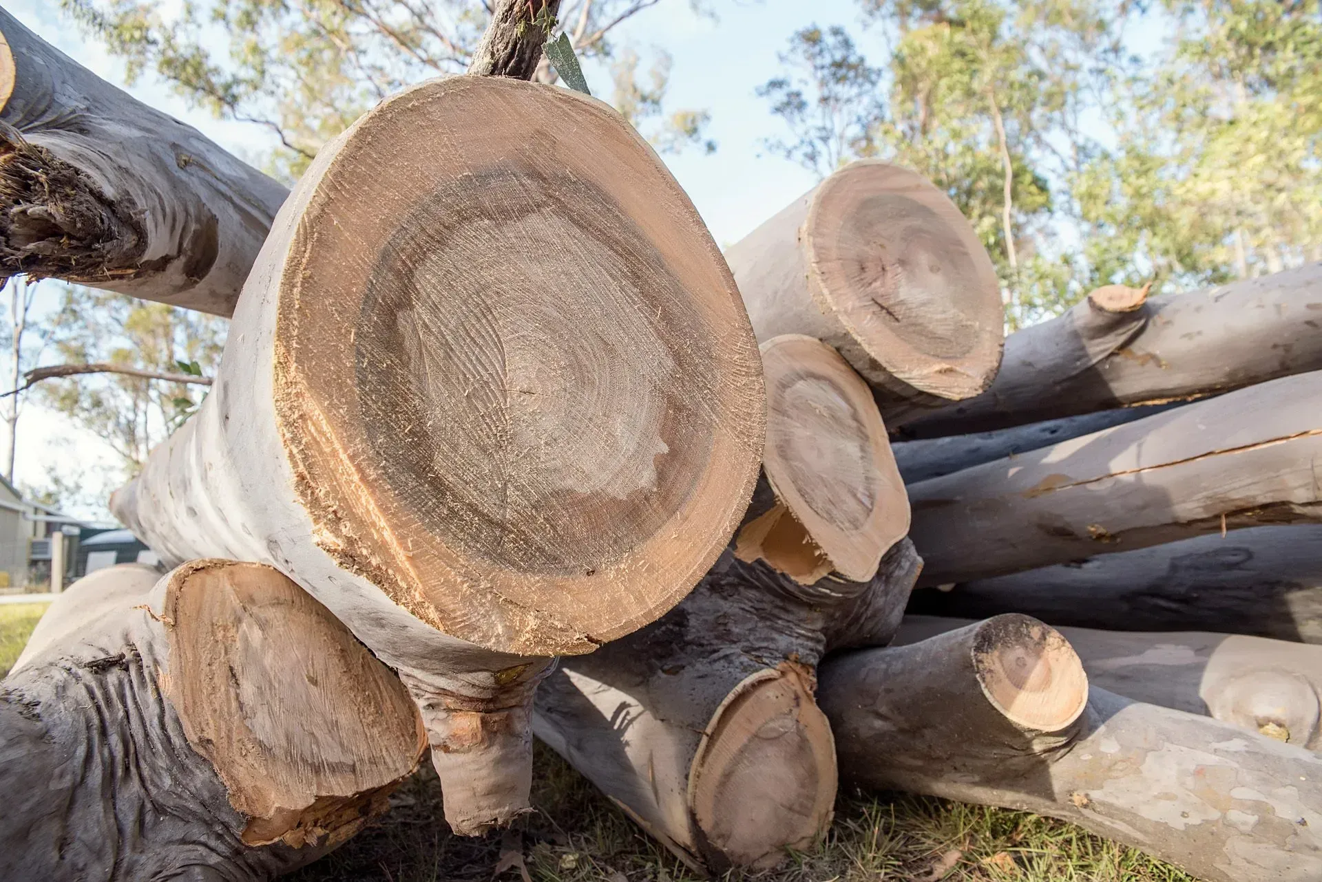 Cut Logs Piled Outdoors, Showing Tree Rings in Cross-sections — Brown's Professional Tree Service in Pie Creek, QLD