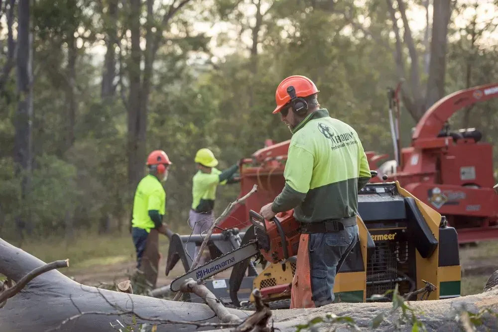 Arborist Using Chainsaw, Other Workers and Wood Chipper in A Forest     — Brown's Professional Tree Service In Pie Creek, QLD
