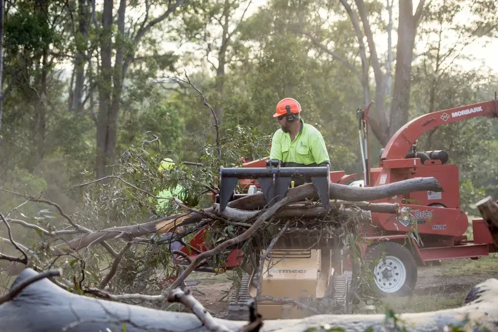 Arborist in Safety Gear Feeds Tree Branches — Brown's Professional Tree Service In Pie Creek, QLD