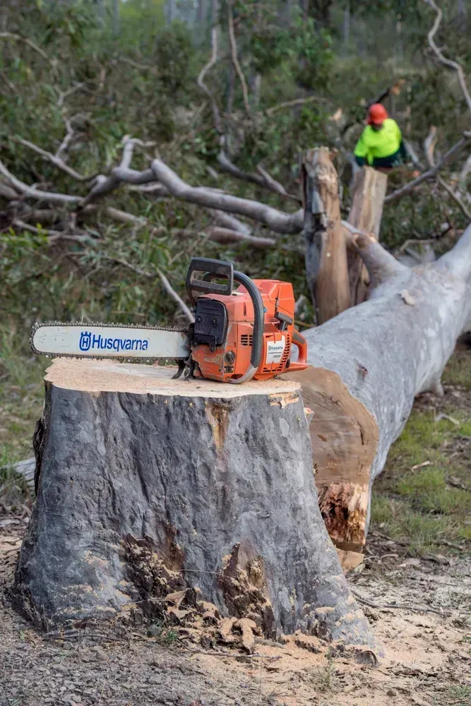 Chainsaw on A Tree Stump Next to A Fallen Log with A Worker — Brown's Professional Tree Service In Pie Creek, QLD