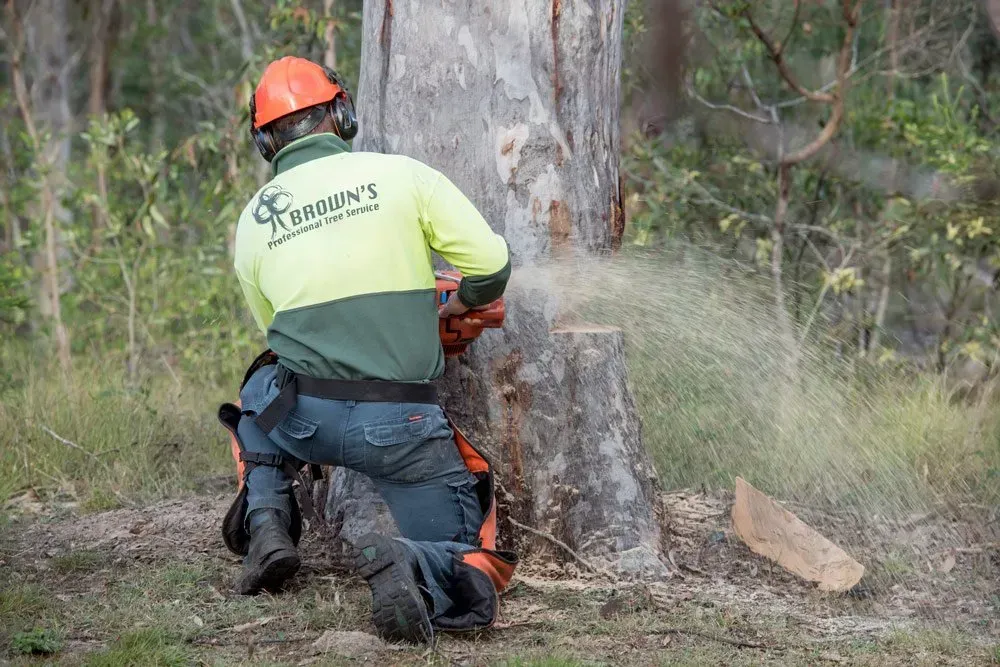 Arborist Kneeling, Cutting Tree Trunk with Chainsaw — Brown's Professional Tree Service In Pie Creek, QLD