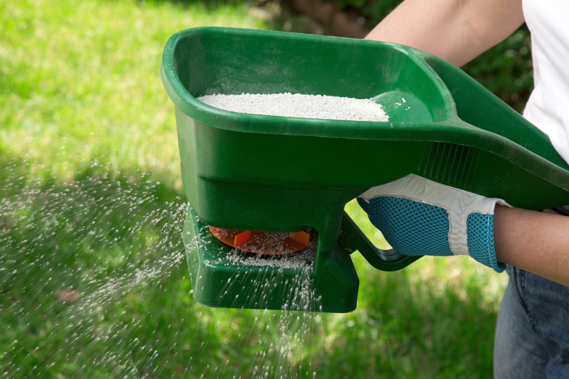 Person spreading fertilizer with a green handheld spreader on a grassy lawn