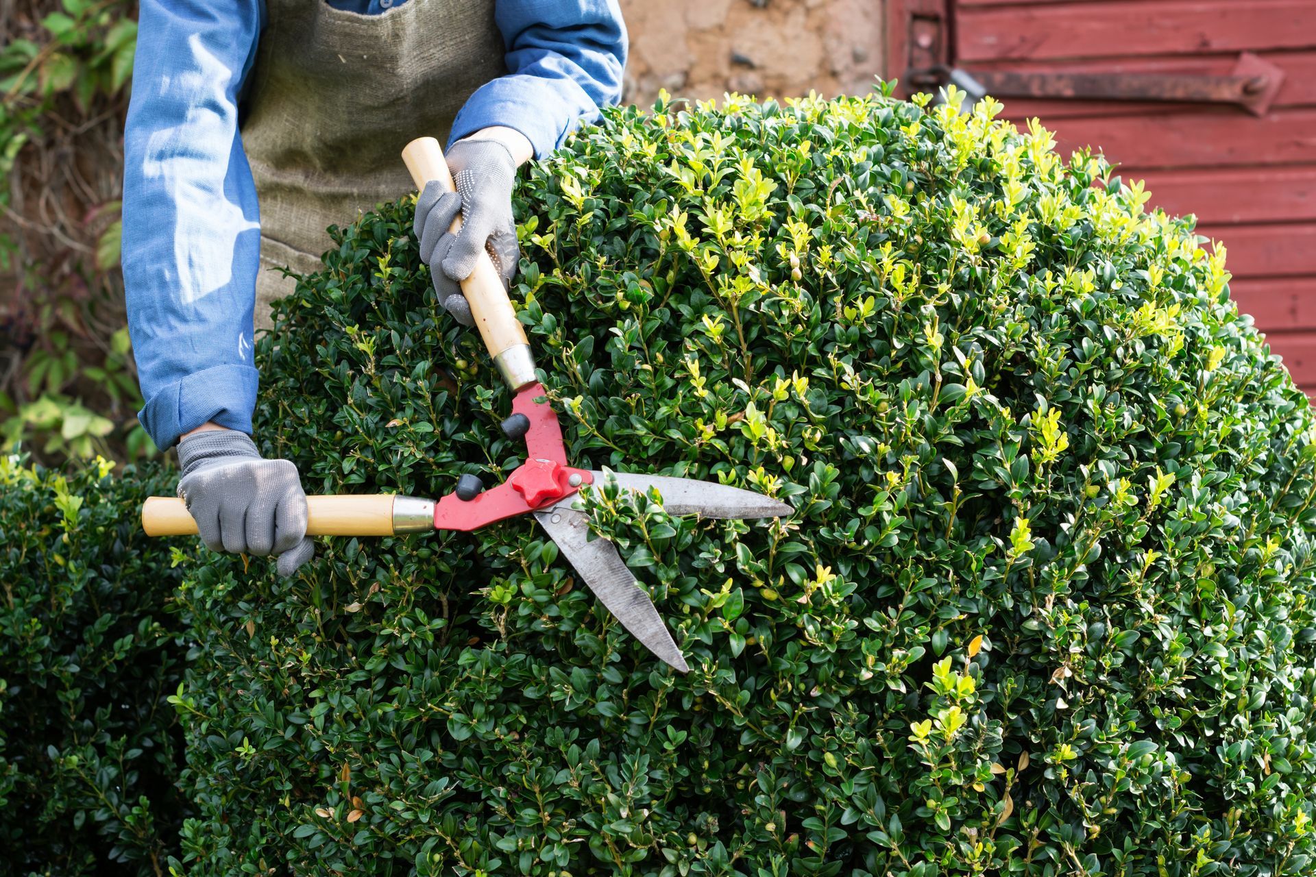 Person trimming a round green hedge with pruning shears outdoors