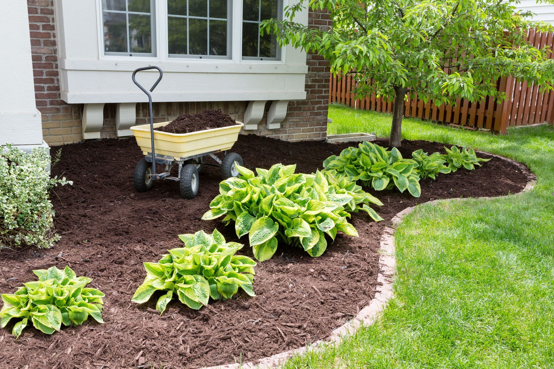Mulched garden bed with hostas and a wheelbarrow beside a house window