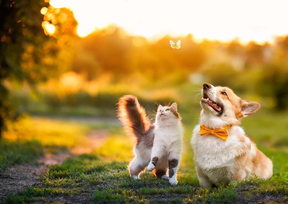 the sun is shining through the trees in the forest