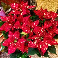 stelle di Natale marmorizzate