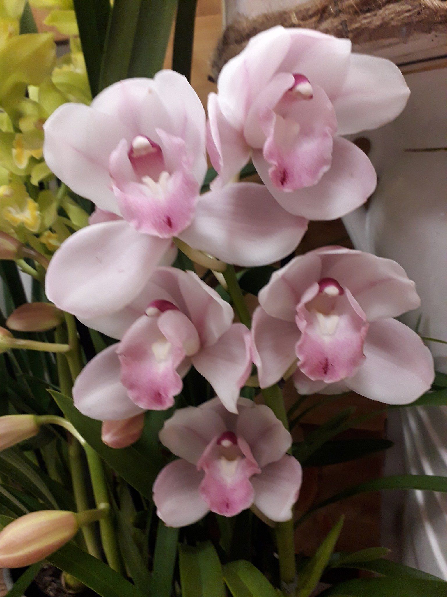 orchidea color rosa pallido