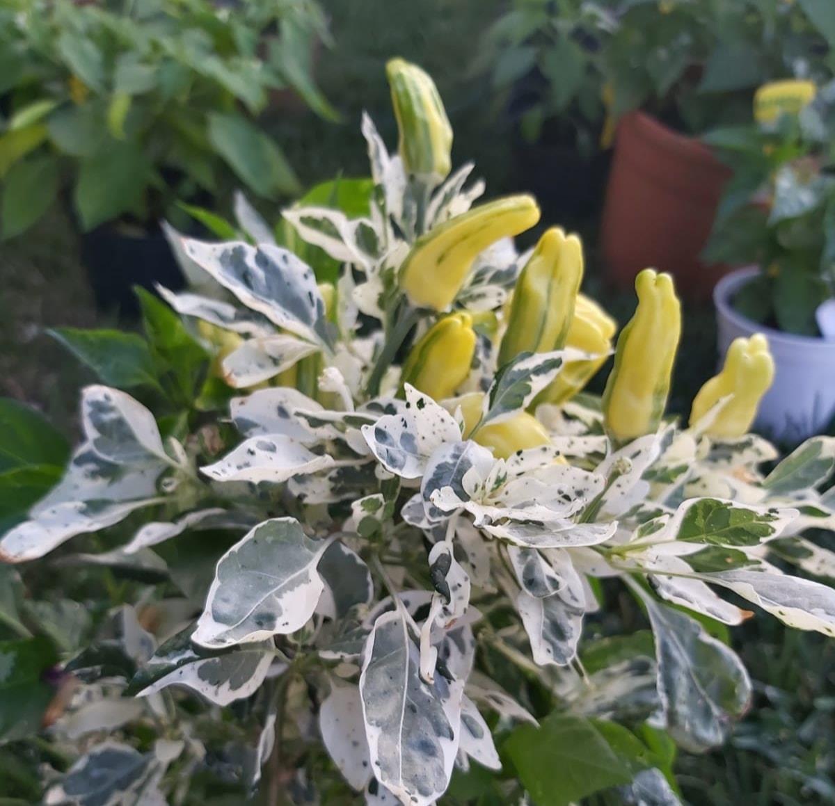 pianta verde chiaro con boccioli gialli