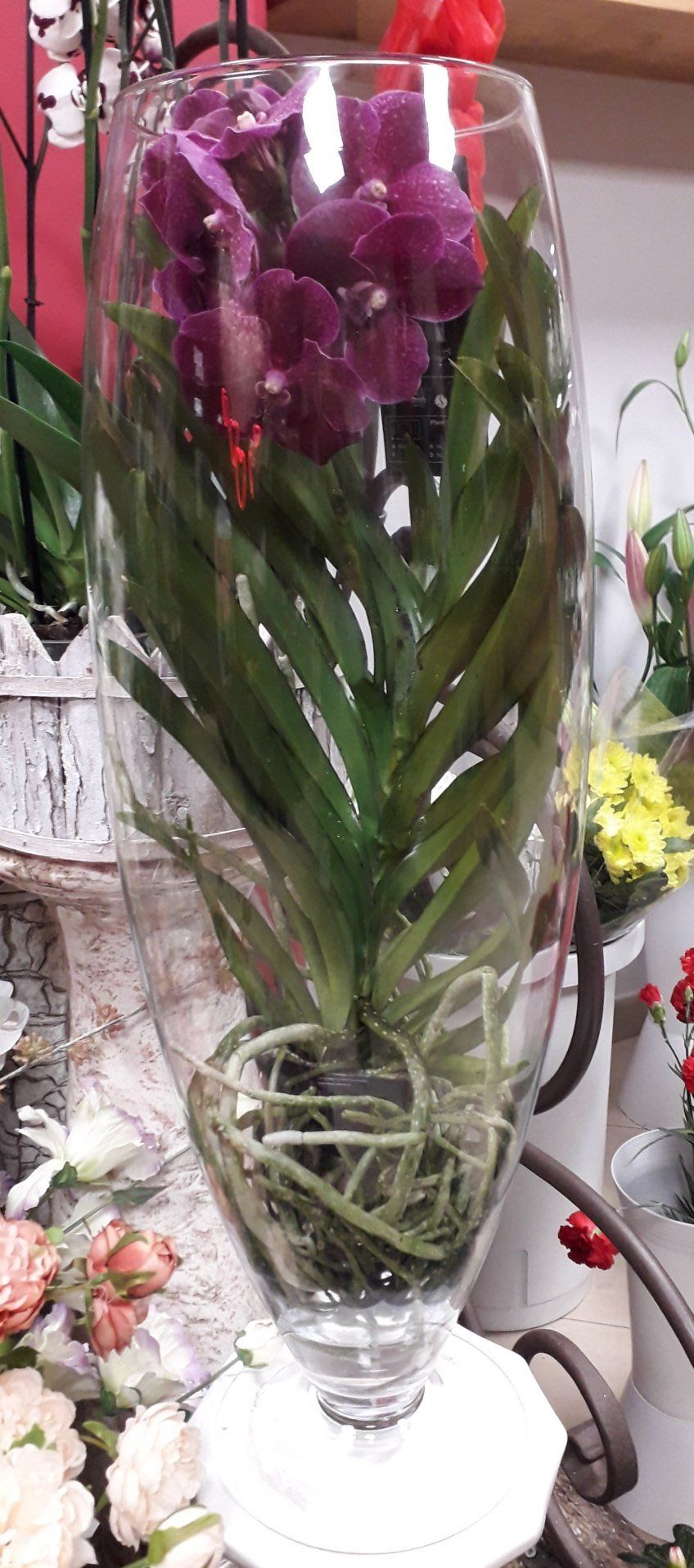 orchidea viola in grande vaso trasparente