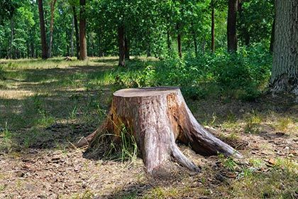 Tree stump - Stump removal & grinding services in Greenfield, MA