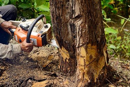 Complete tree removal - Tree removal services in Greenfield, MA