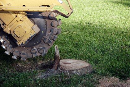 Stump Removal - Tree removal services in Greenfield, MA