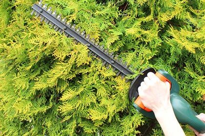 Shrub Removal - Tree removal services in Greenfield, MA