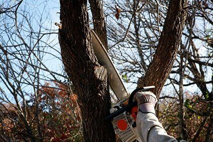 Dead Limb Removal - Tree trimming services in Greenfield, MA