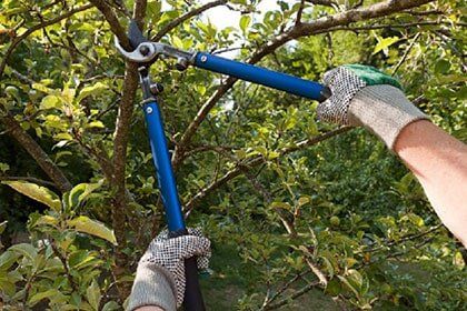 Tree Pruning - Tree trimming services in Greenfield, MA