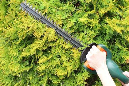 Shrub trimming - Tree trimming services in Greenfield, MA.