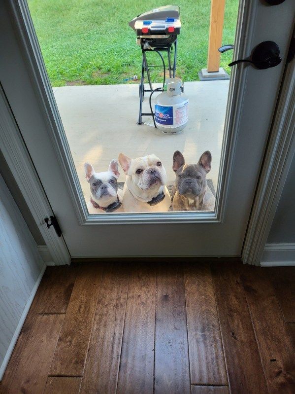 Three french bulldogs are looking out of a glass door.