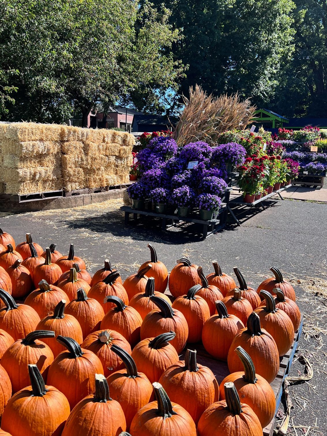Pumpkin and Flowers — East Norriton, PA — Blue Tree Garden Center