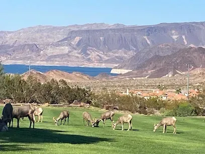 Mobile IVTherapyLas Vegas-A herd of bighorn sheep grazes on a lush green lawn, with a serene lake in the background and rugged mountains under a clear blue sky.
