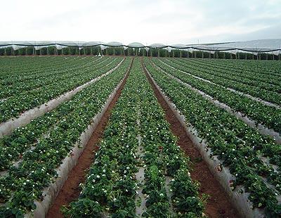 AGROCOSTA DE BAJA CALIFORNIA SA DE CV - consulte más sobre todos los productos y servicios