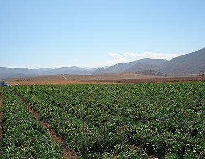 AGROCOSTA DE BAJA CALIFORNIA SA DE CV - un mejor servicio al agricultor