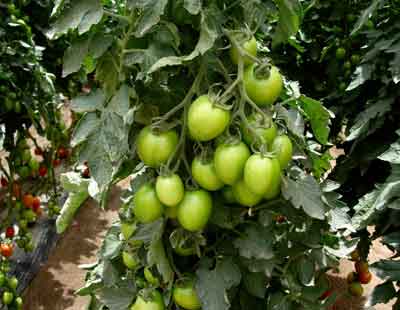 AGROCOSTA DE BAJA CALIFORNIA SA DE CV - Fertilizantes importados
