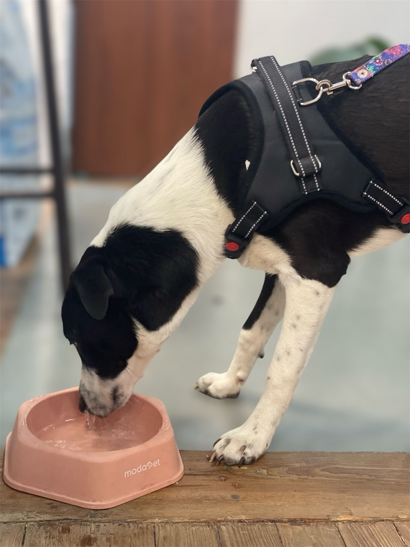 Un hombre carga a hombros a un perro grande y peludo. El perro sonríe. Están en un camino de tierra en un campo.