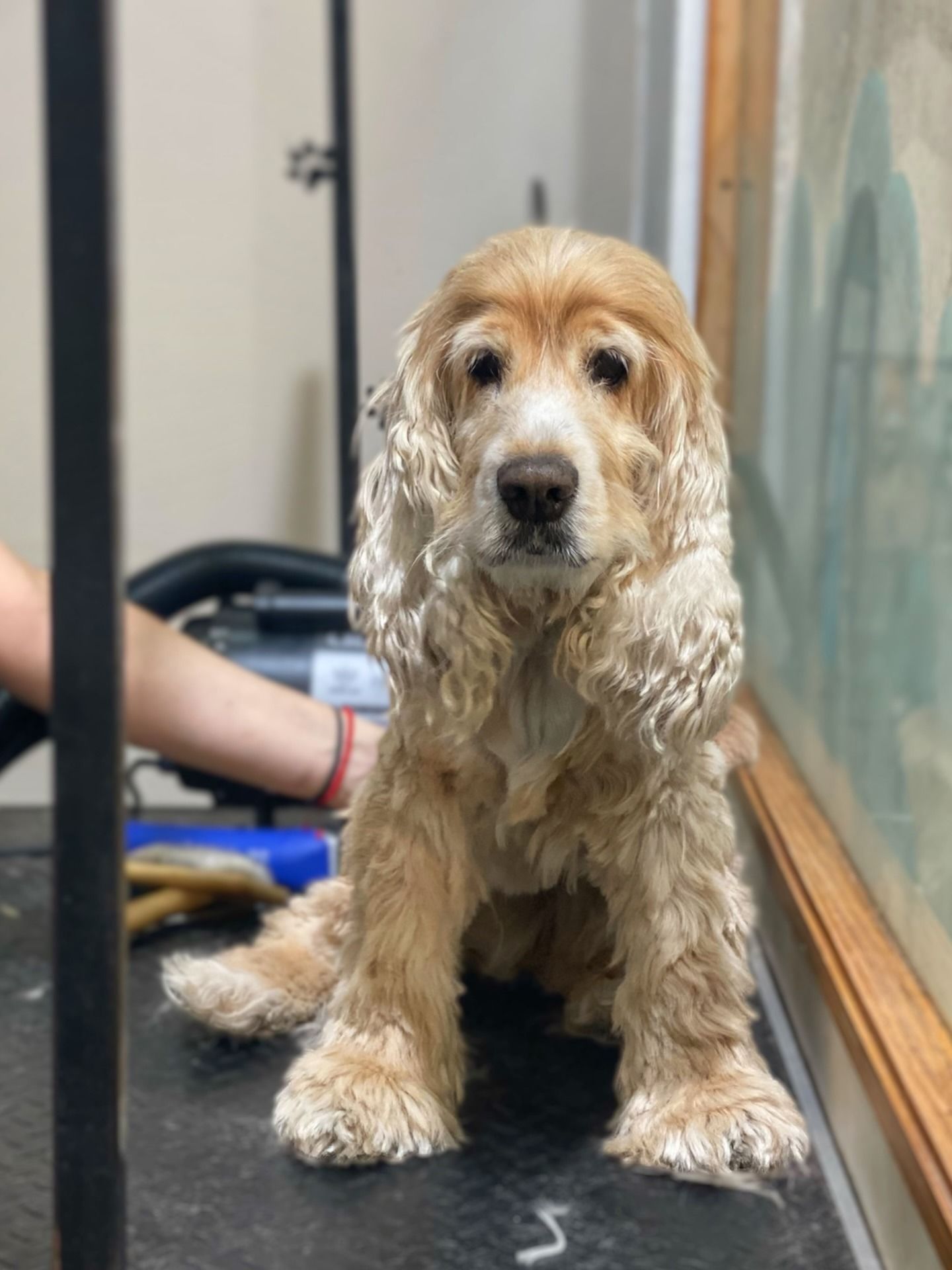 Un perro arrugado con un sombrero de fiesta mira una mano que sostiene una piruleta roja en forma de corazón.