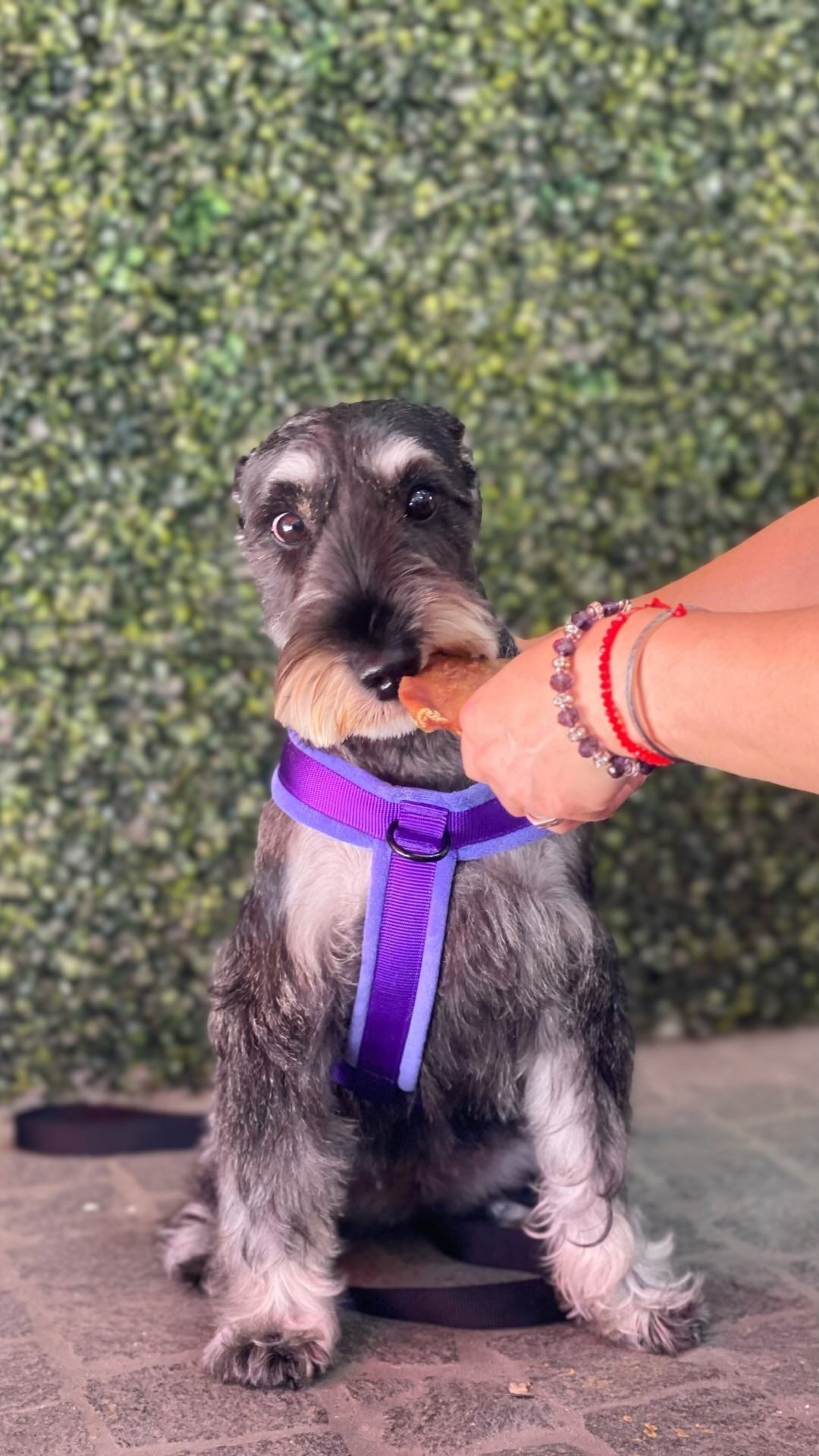 Pug negro con un traje con capucha marrón, mirando hacia un lado.