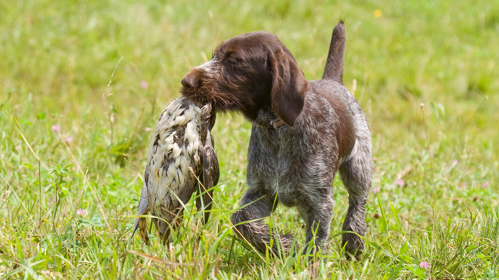 A puppy is holding a bird in its mouth in the grass.