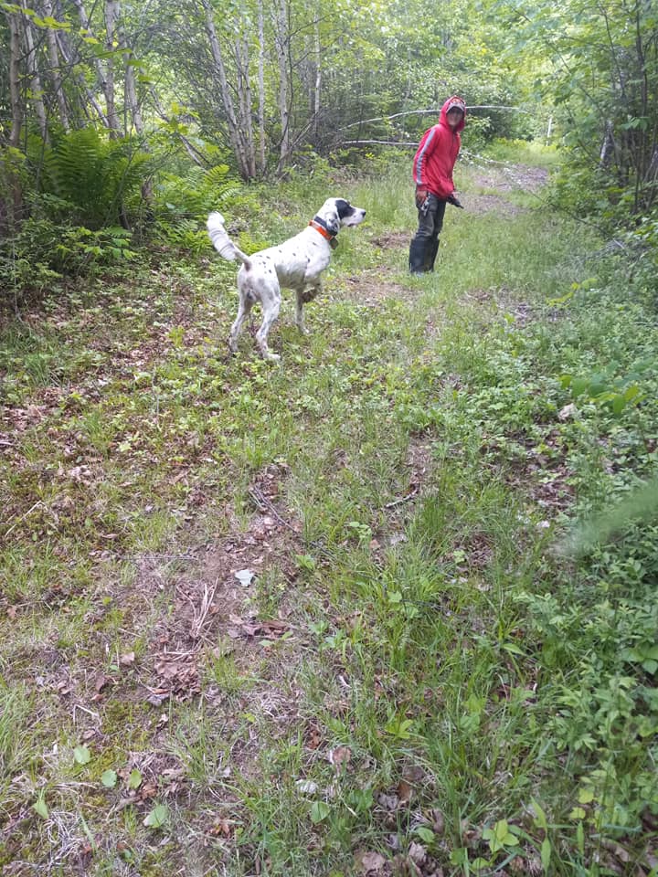 A man is walking a dog on a trail in the woods.