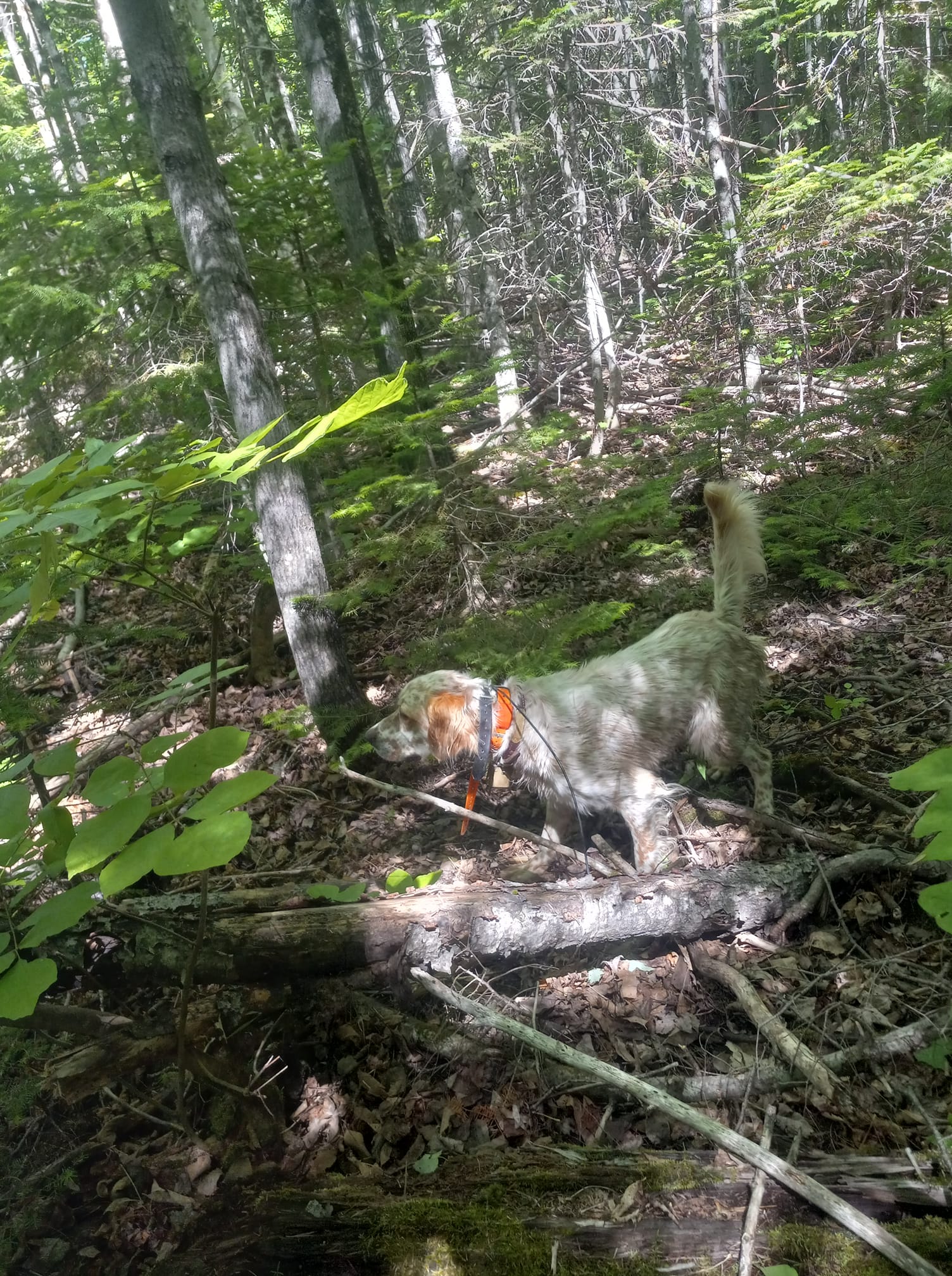 A dog is standing in the woods next to a tree.