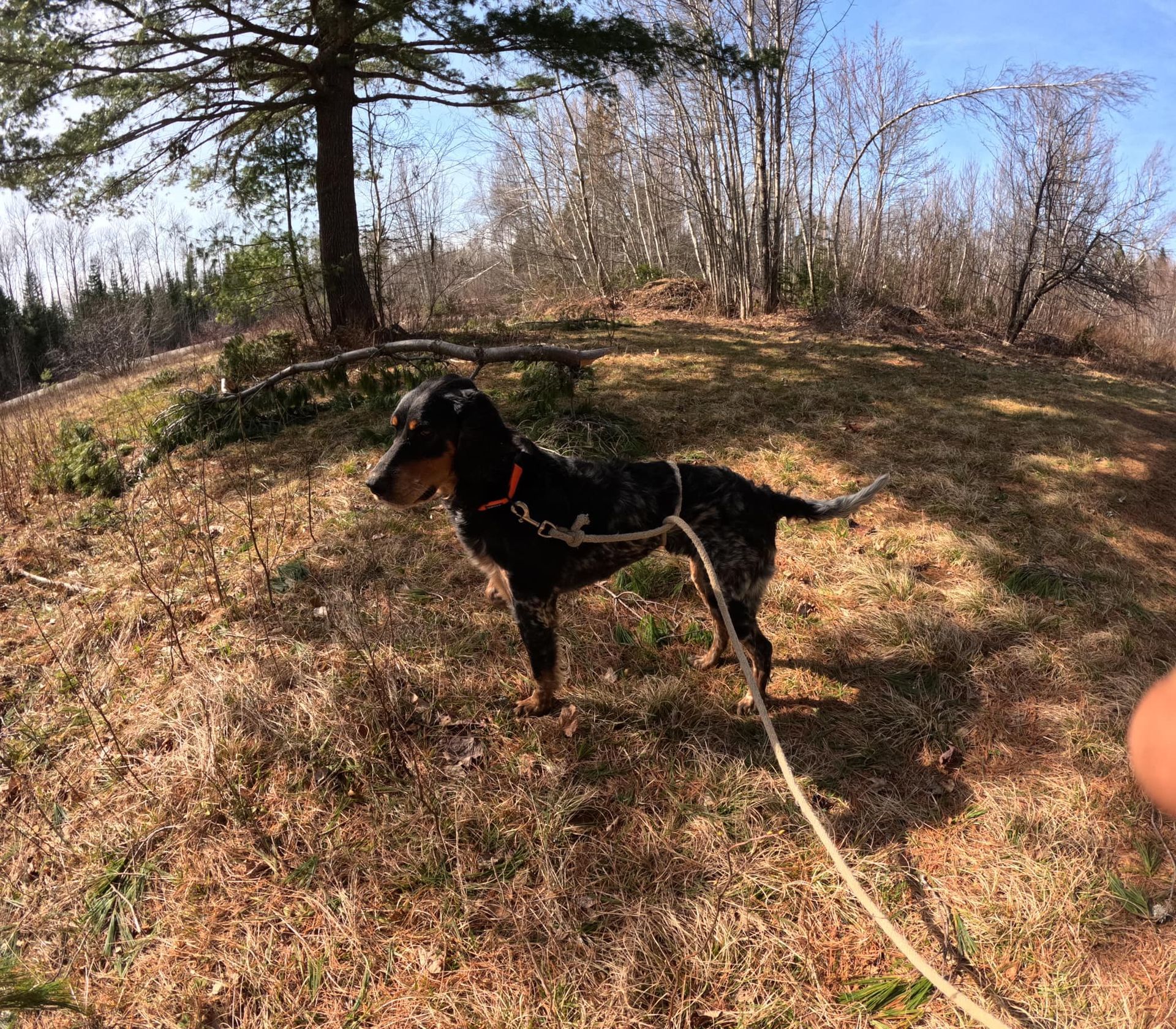 A dog on a leash in a field with trees in the background
