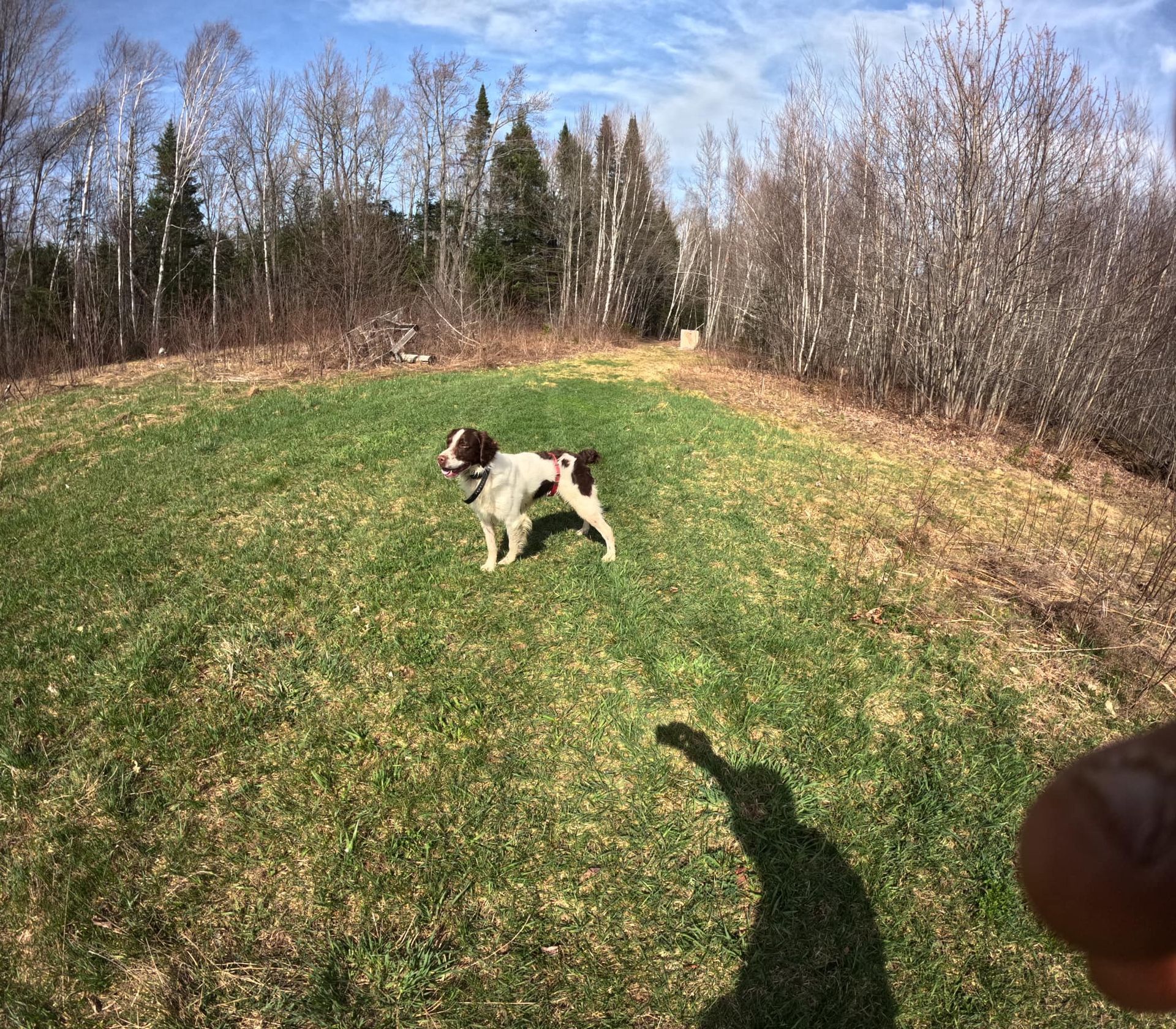 A dog is standing in a grassy field with trees in the background.
